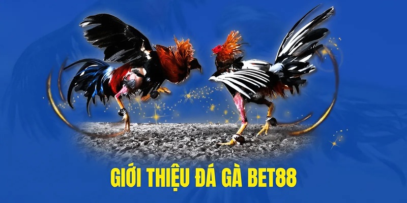 Giới thiệu đá gà BET88