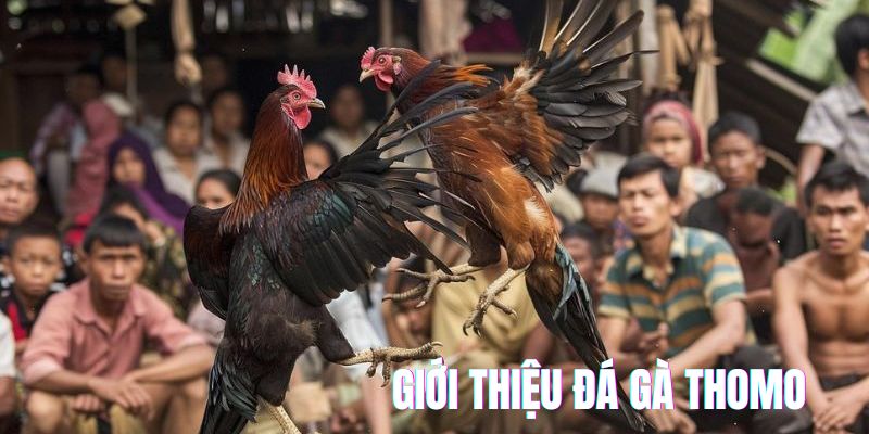 Giới thiệu đá gà Thomo cho những đam mê 