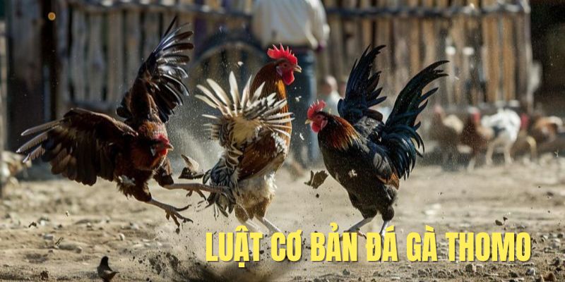 Luật chi tiết chọi kê trường Thomo 