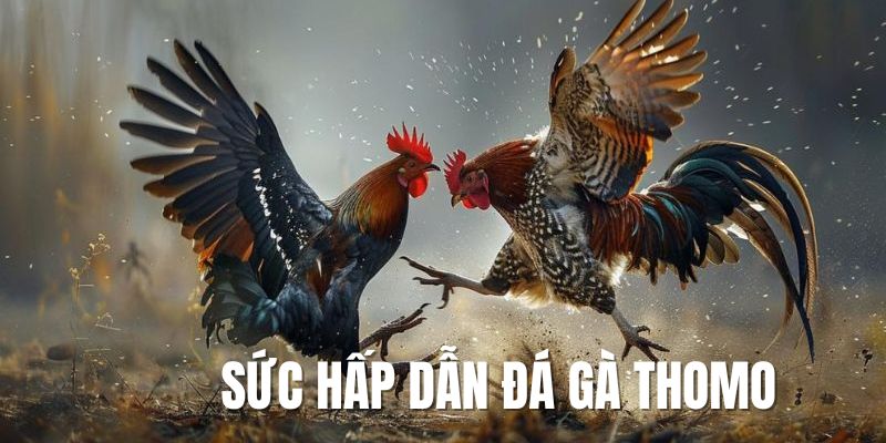 Chọi kê Thomo và sức hấp dẫn không thể chối từ 