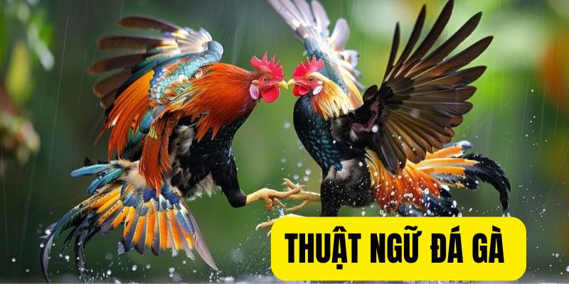 Thuật ngữ đá gà