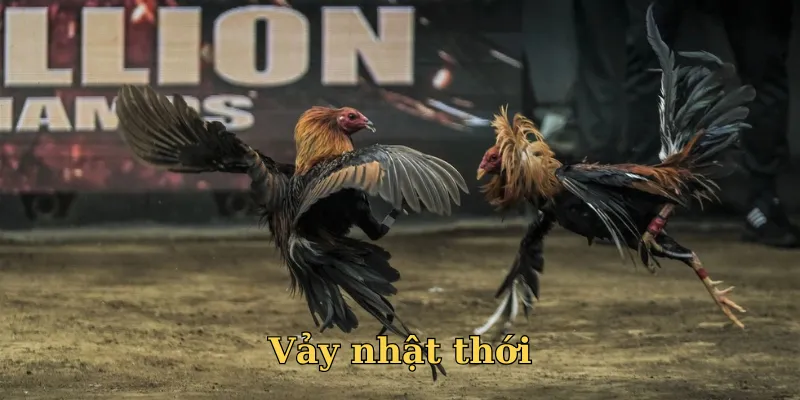 Gà nhật thới vờn đối thủ đợi thời cơ